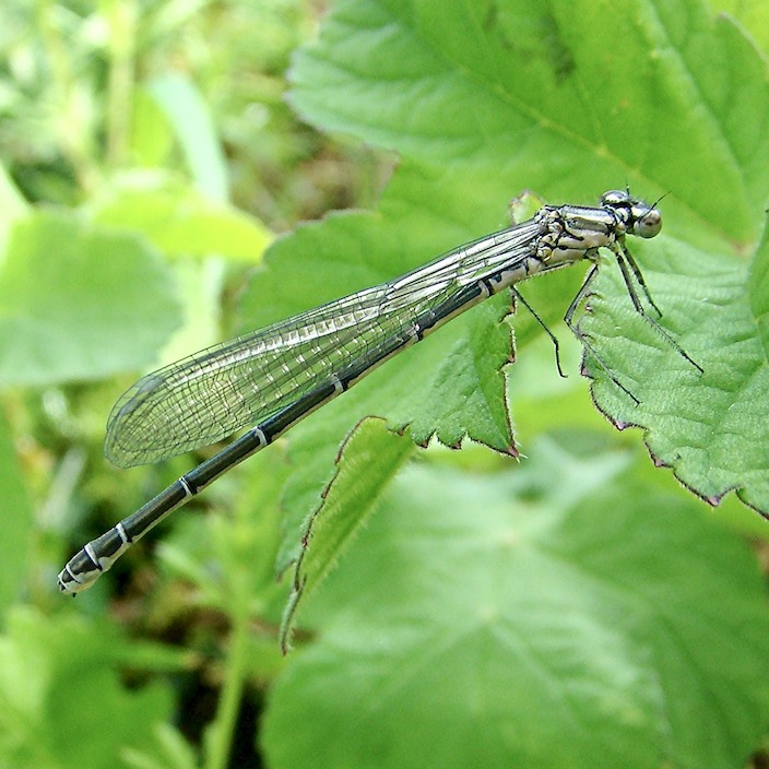 azure female green form